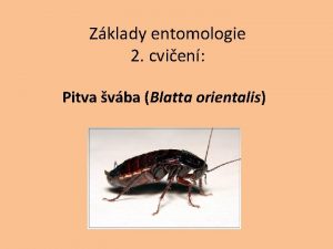 Zklady entomologie 2 cvien Pitva vba Blatta orientalis