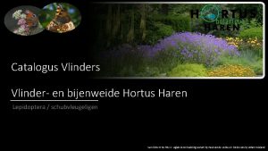 Catalogus Vlinder en bijenweide Hortus Haren Lepidoptera schubvleugeligen