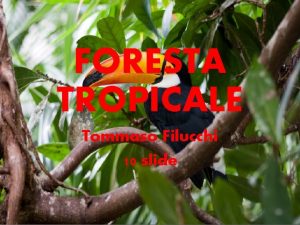 FORESTA TROPICALE Tommaso Filucchi 10 slide INDICE 1