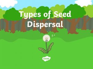 Types of Seed Dispersal Wind Sycamore helicopters and