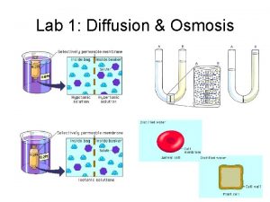 Lab 1 Diffusion Osmosis Lab 1 Diffusion Osmosis