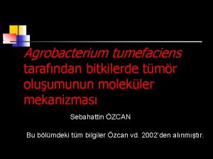 Agrobacterium tumefaciens tarafndan bitkilerde tmr oluumunun molekler mekanizmas