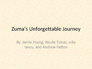 Zumas Unforgettable Journey By Jamie Young Nicole Tsinas