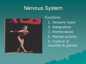 Nervous System Functions 1 Sensory input 2 Integration