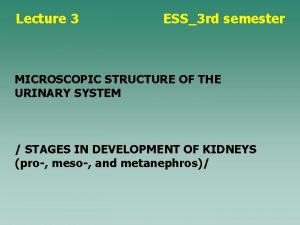 Lecture 3 ESS3 rd semester MICROSCOPIC STRUCTURE OF