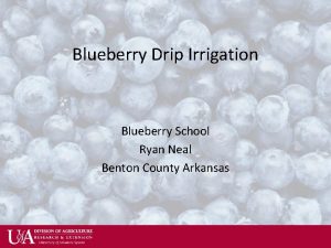 Blueberry Drip Irrigation Blueberry School Ryan Neal Benton