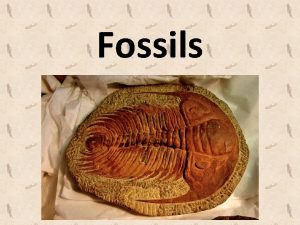 Fossils What are fossils FOSSILS are the preserved