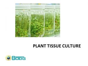 PLANT TISSUE CULTURE What is plant tissue culture