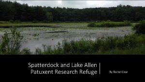 Spatterdock and Lake Allen Patuxent Research Refuge By