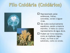 Filo Cnidria Cnidrios Representado pelas anmonas hidras caravelas