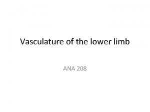 Vasculature of the lower limb ANA 208 Arterial