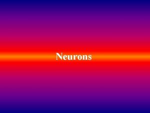 Neurons Neurons v Definition An individual nerve cell