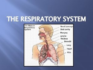 THE RESPIRATORY SYSTEM Functions Gas exchange CO 2