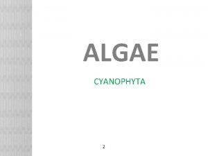 ALGAE CYANOPHYTA 2 Kingdom Monera Division Cyanophyta Cyanobacteria