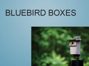BLUEBIRD BOXES The Eastern Bluebird BLUEBIRD BASICS Cavity