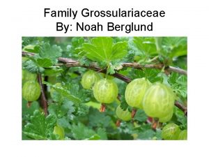 Family Grossulariaceae By Noah Berglund Family Grossulariaceae 1