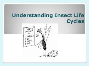 Understanding Insect Life Cycles A life cycle is