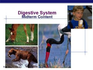 Digestive System Midterm Content Regents Biology Human digestive