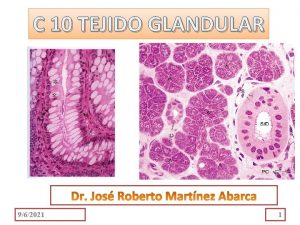 C 10 TEJIDO GLANDULAR 962021 1 OBJETIVOS Indicar