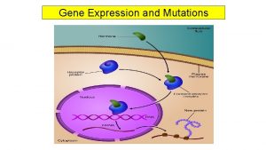 Gene Expression and Mutations Bacterial control of gene