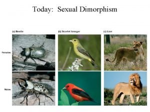 Today Sexual Dimorphism Why does sexual reproduction exist