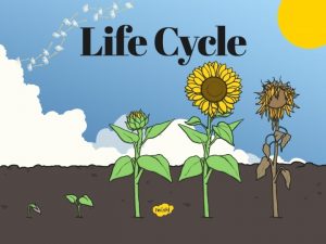 The life cycle of a flowering plant shows