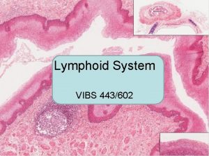 Lymphoid System VIBS 443602 OBJECTIVES PURPOSE OF THE