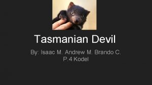 Tasmanian Devil By Isaac M Andrew M Brando