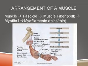 ARRANGEMENT OF A MUSCLE Muscle Fascicle Muscle Fiber