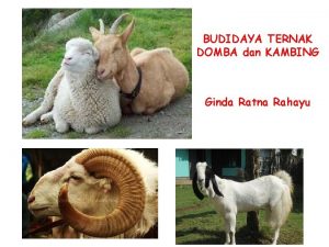 BUDIDAYA TERNAK DOMBA dan KAMBING Ginda Ratna Rahayu