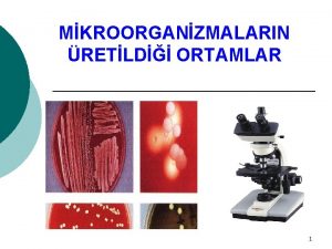 MKROORGANZMALARIN RETLD ORTAMLAR 1 Mikroorganizmalarn izolasyonu ve identifikasyonu