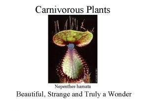 Carnivorous Plants Nepenthes hamata Beautiful Strange and Truly