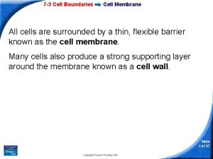 7 3 Cell Boundaries Cell Membrane All cells