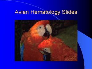 Avian Hematology Slides Avian RBC maturationThe younger cells