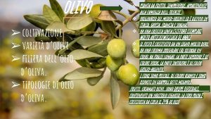 olivo coltivazione variet dolive filiera dellolio doliva tipologie