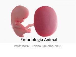 Embriologia Animal Professora Luciana Ramalho 2018 Introduo A