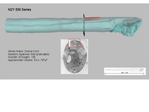 N 2 Y EM Series Name Dorsal Cord