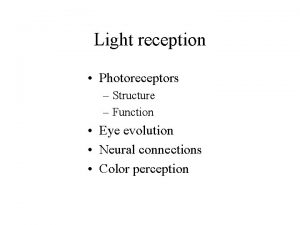 Light reception Photoreceptors Structure Function Eye evolution Neural