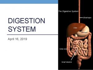 DIGESTION SYSTEM April 16 2019 Functions 1 Ingestion