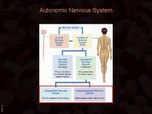BIMM 118 Autonomic Nervous System Autonomic Nervous System