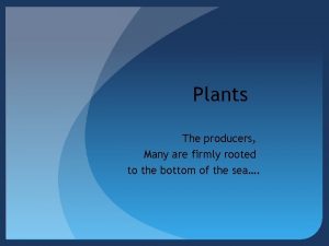 Plants The producers Many are firmly rooted to