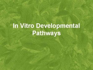 In Vitro Developmental Pathways Mother or donor plant