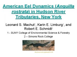 American Eel Dynamics Anguilla rostrata in Hudson River