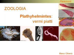 Platelminti ZOOLOGIA Plathyhelmintes vermi piatti Marco Oliverio Platelminti