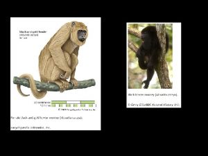 Topic 14 Human Evolution I Primate Heritage A