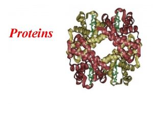 Proteins What Are the Many Functions of Proteins
