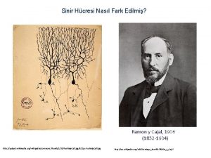 Sinir Hcresi Nasl Fark Edilmi Ramon y Cajal