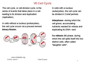 V 5 Cell Cycle The cell cycle or