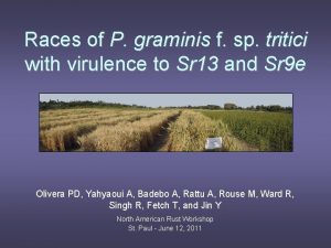 Races of P graminis f sp tritici with