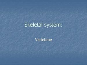 Skeletal system Vertebrae Hyoid bone n Only bone